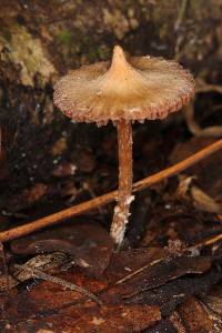 Cortinarius acutus image