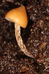 Psilocybe yungensis image