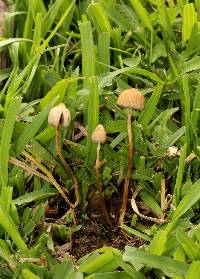 Psilocybe mexicana image