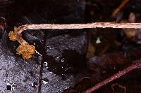 Psilocybe neoxalapensis image