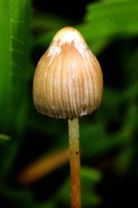 Psilocybe mexicana image