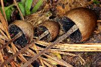 Panaeolus papilionaceus image