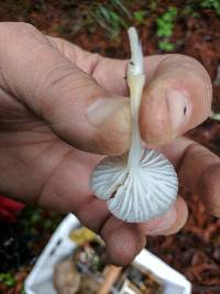 Marasmius calhouniae image