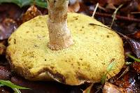 Boletus variipes image