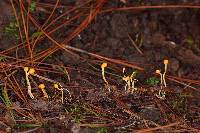 Ophiocordyceps sphecocephala image