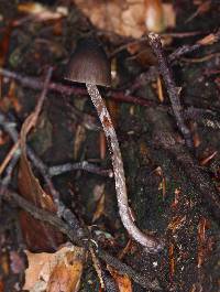 Psilocybe neoxalapensis image