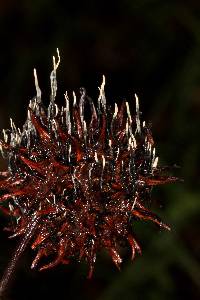 Xylaria liquidambaris image