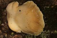 Lentinus levis image