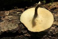 Polyporus arcularius image