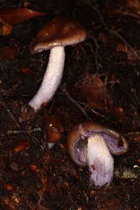 Cortinarius vanduzerensis image