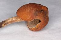 Psilocybe yungensis image