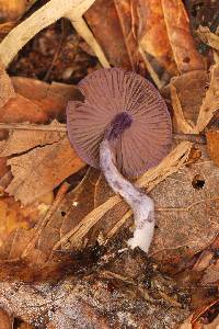 Cortinarius anomalus image