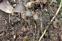 Psilocybe neoxalapensis image