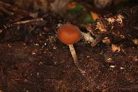 Psilocybe yungensis image