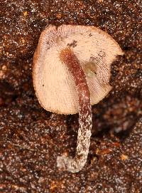 Psilocybe yungensis image