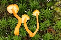 Cantharellus minor image