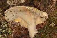 Lentinus levis image