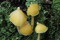 Entoloma murrayi image