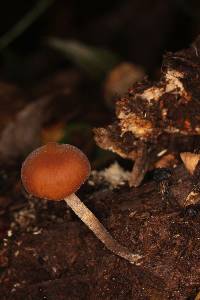 Psilocybe yungensis image