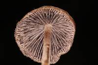 Psilocybe neoxalapensis image