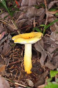 Russula flavida image