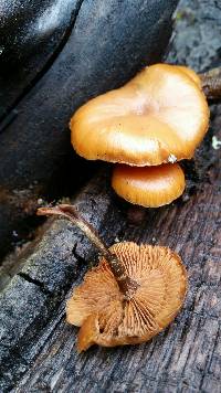 Galerina marginata image