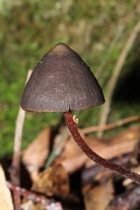 Psilocybe neoxalapensis image