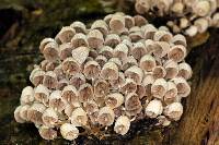 Coprinellus disseminatus image