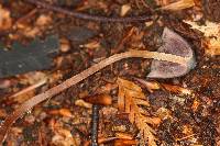 Psilocybe neoxalapensis image