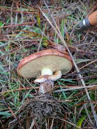 Suillus luteus image