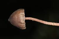 Psilocybe neoxalapensis image