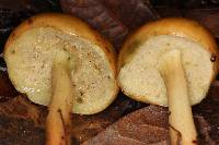 Pulveroboletus curtisii image