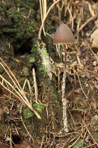 Psilocybe neoxalapensis image