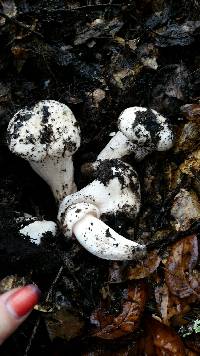 Image of Hygrophorus sordidus