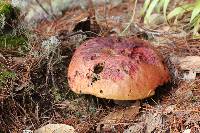 Boletus dupainii image