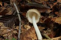 Amanita arocheae image