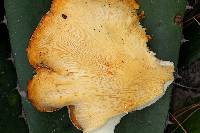 Pleurotus opuntiae image