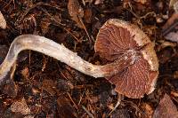 Cortinarius acutus image