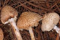 Lepiota magnispora image