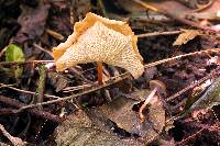 Marasmius cladophyllus image