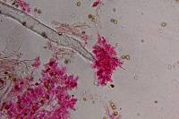 Psilocybe neoxalapensis image
