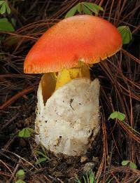 Amanita yema image