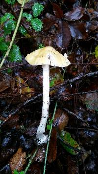 Amanita phalloides image