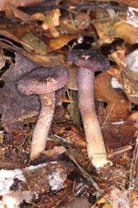 Cantharellus atrolilacinus image