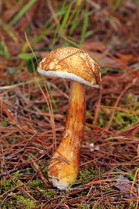 Austroboletus gracilis image