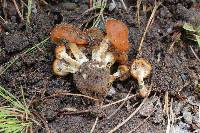 Psilocybe muliercula image