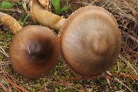 Amanita pachycolea image