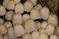 Coprinellus disseminatus image