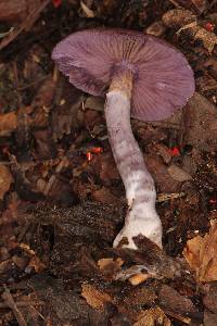 Cortinarius anomalus image