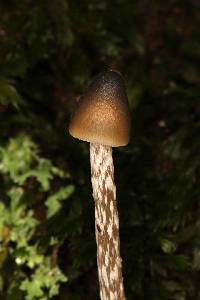 Psilocybe fagicola image